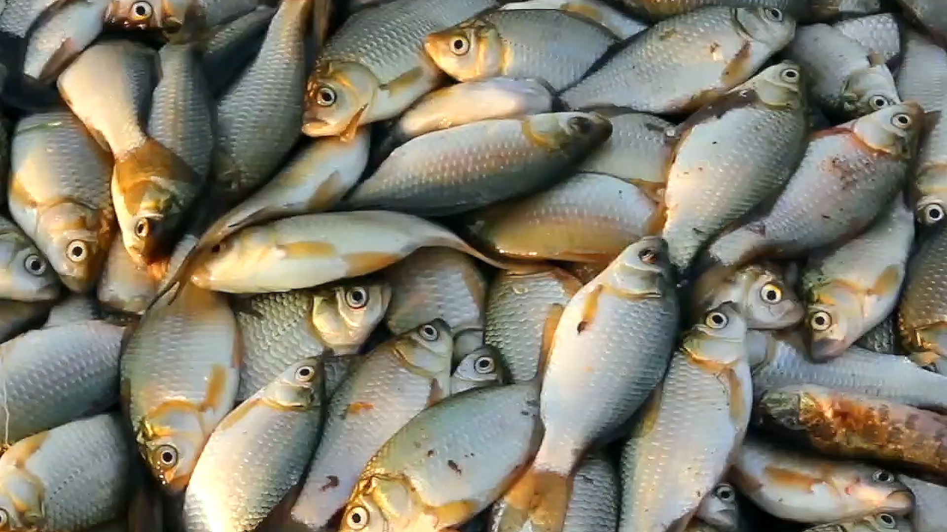 黄河鲤鱼百元一斤，吃货感到好奇：它究竟有啥特别之处？