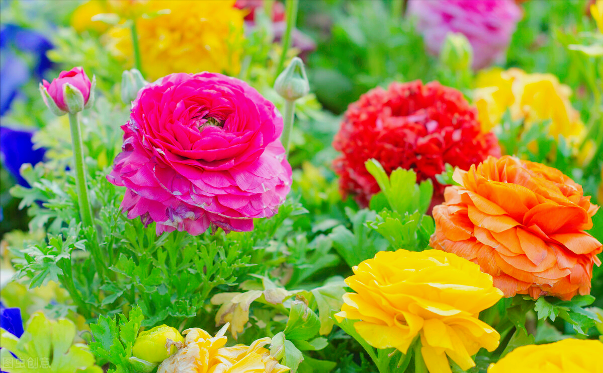 一花一世界，一花一叶送祝福，有花陪伴最幸福；有叶牵挂更美好