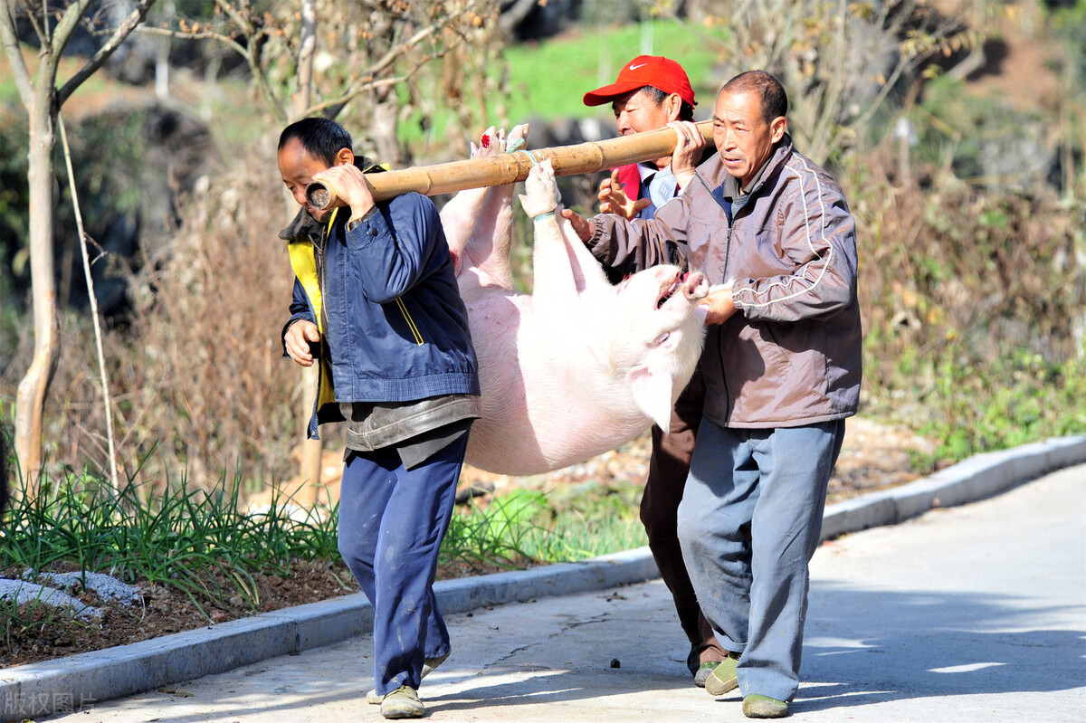 长春今日猪价农安今日猪价行情，农安今日猪价多少钱一斤