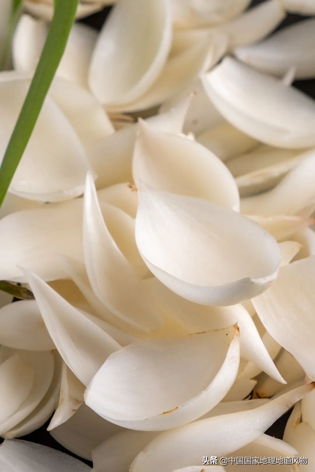 �й���͵����߲˴�ʡ��Ϊʲô�Ǹ��ࣿ