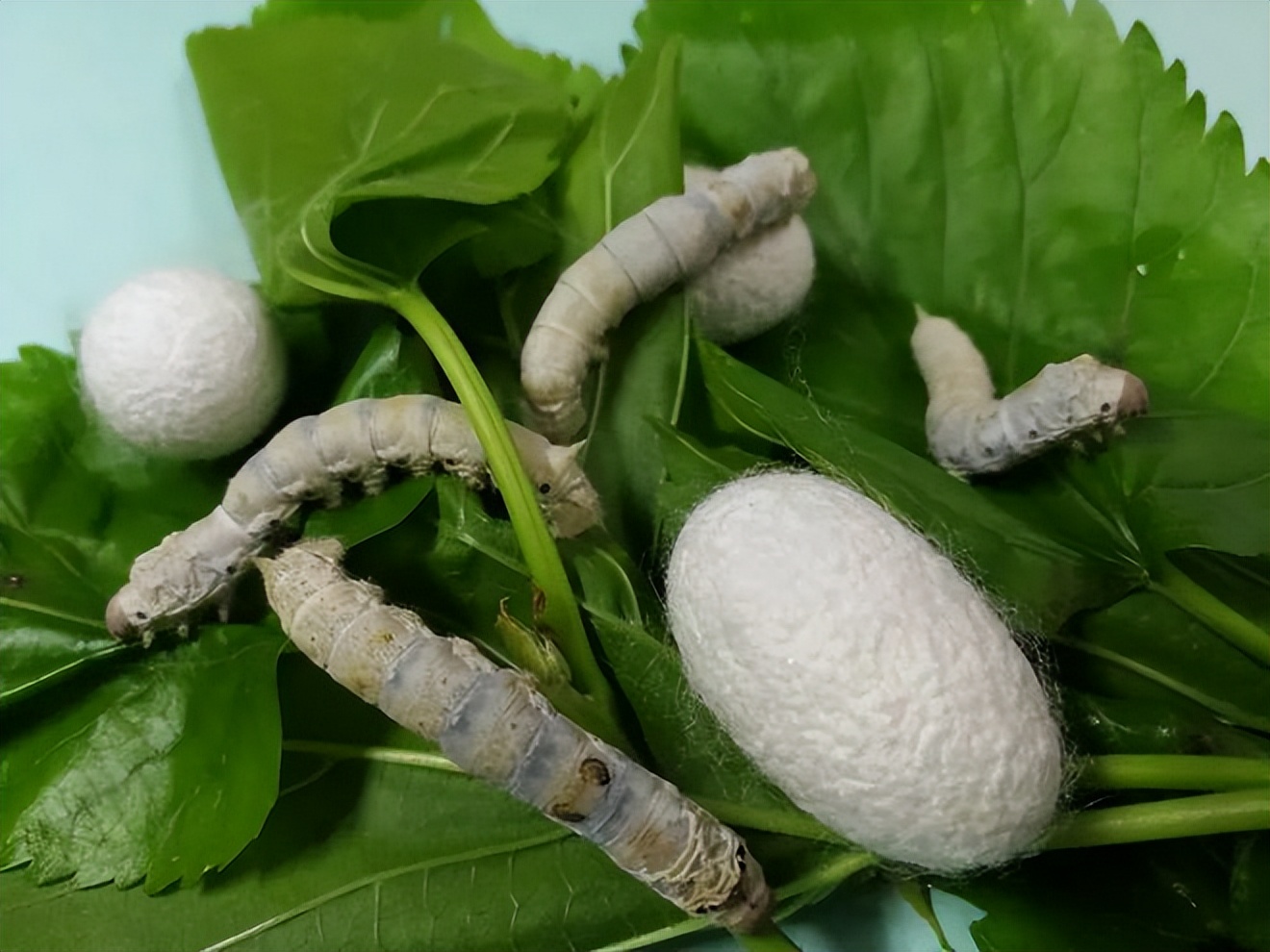 蚕要养多久才结茧(蚕要养多久才结茧呢)-第7张图片-巴山号