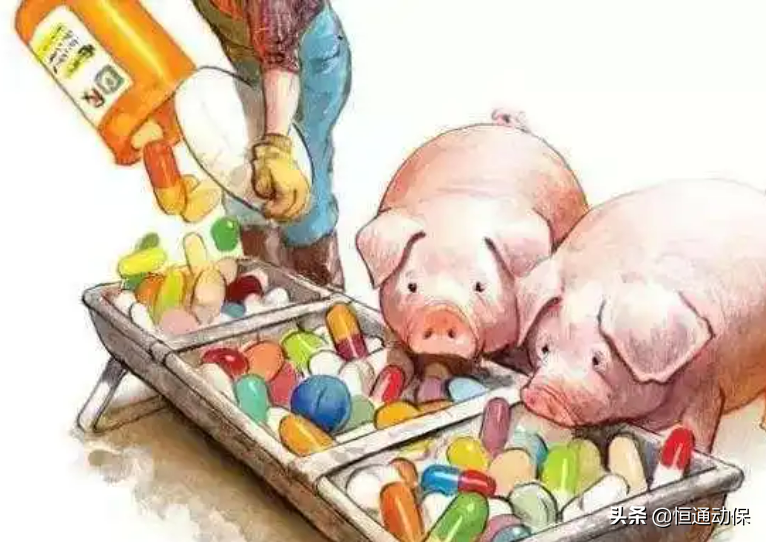 育肥豬飼養(yǎng)路上的“絆腳石”！你中招了嗎？