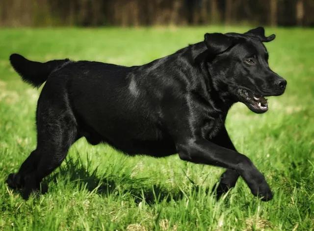 再见爱犬，人狗俱欢；洒泪相别，不忍回看；你若安好，永不相见