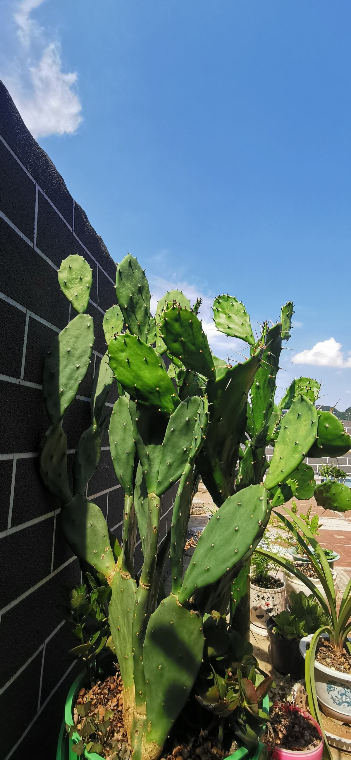 仙人掌系列的花卉图片(6米高仙人掌果实咬一口甜美爆浆)