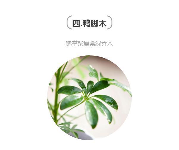 用这些植物打造家居杂志中的居家格调