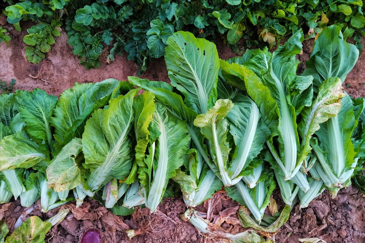 蔬菜的分类都有哪些（26种不同的蔬菜和吃法）