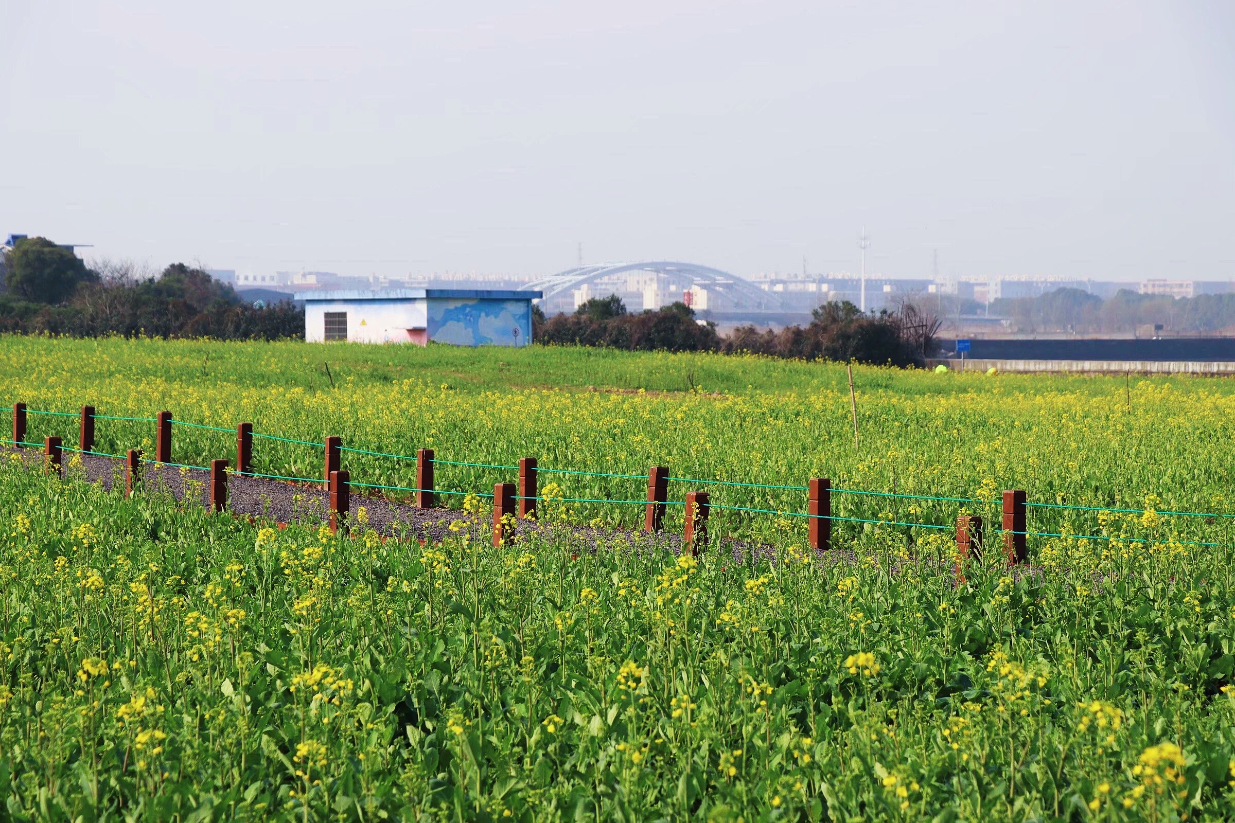 东面有郁金香花海，西面有油菜花海，浙江省宁波市这个公园又火了