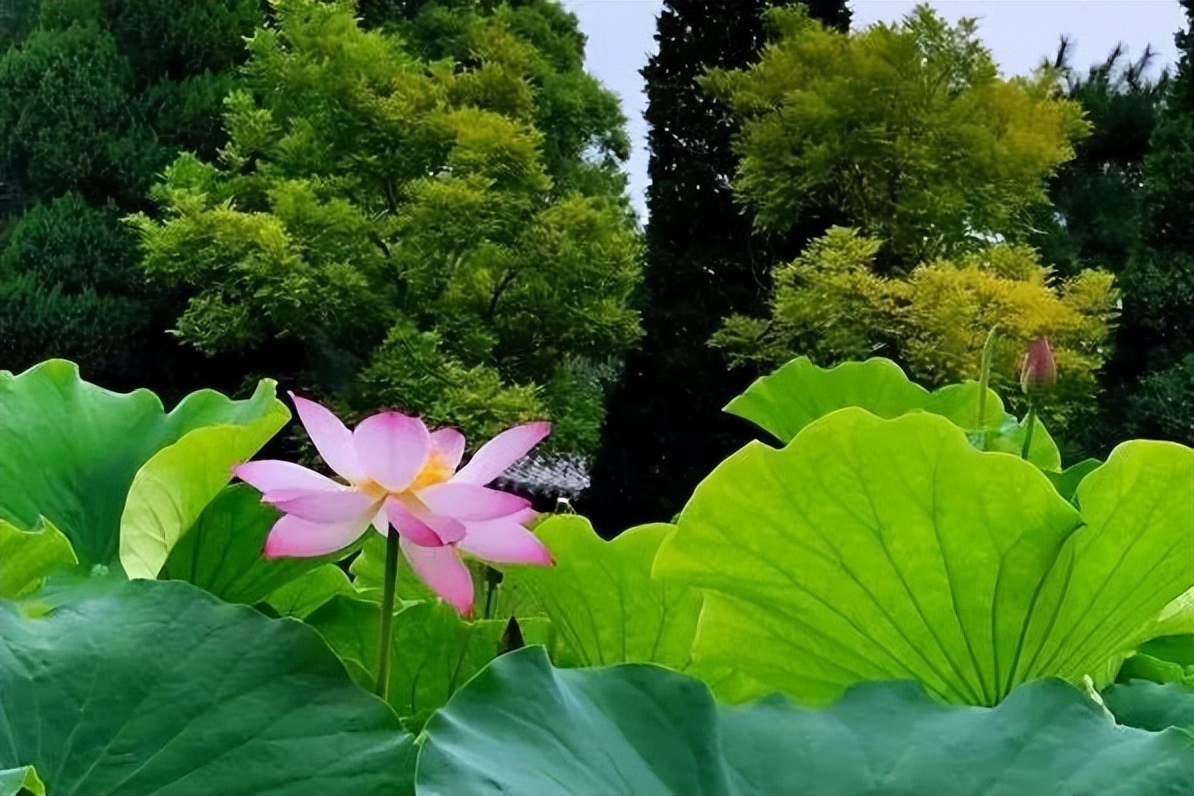 线上展览 | 锦绣太原 荷逢盛世——喜迎二十大•荷花系列线上作品展（第一期）