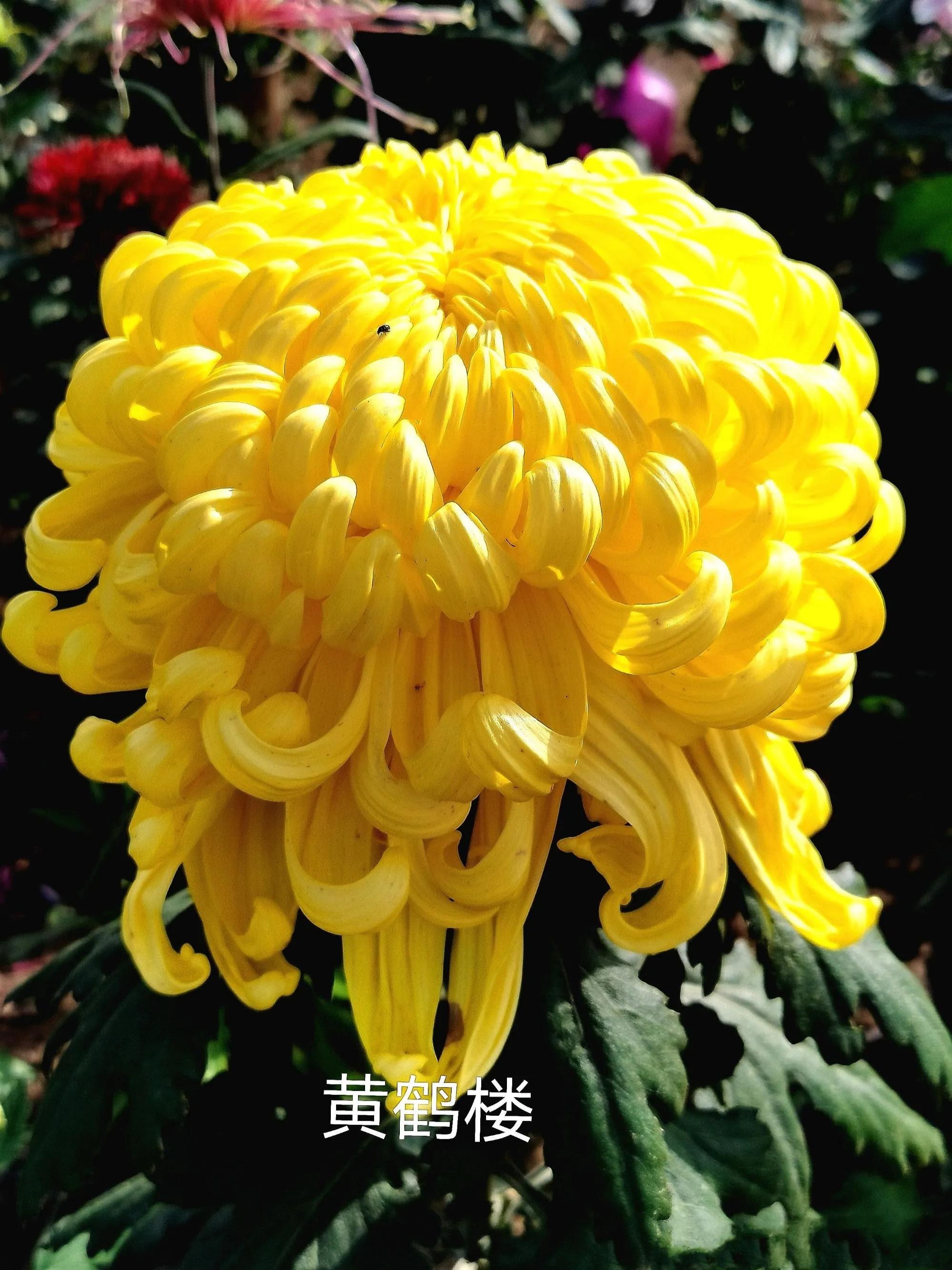 75个菊花品种全开花了,不一样的美!有没有惊艳到你?