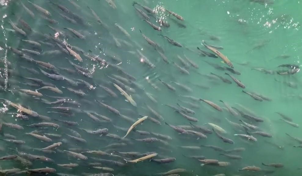 三峡大坝蓄水20年，水深达上百米，里面的鱼到底有多大？