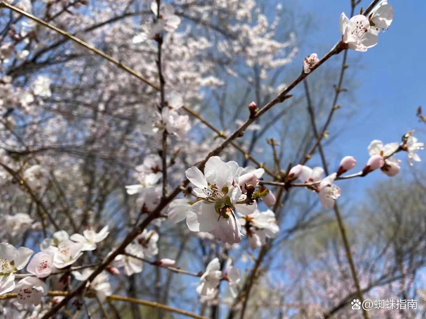 北京奧林匹克森林公園好玩嗎（清明踏春好去處，打卡北京奧林匹克森林公園，安排上）