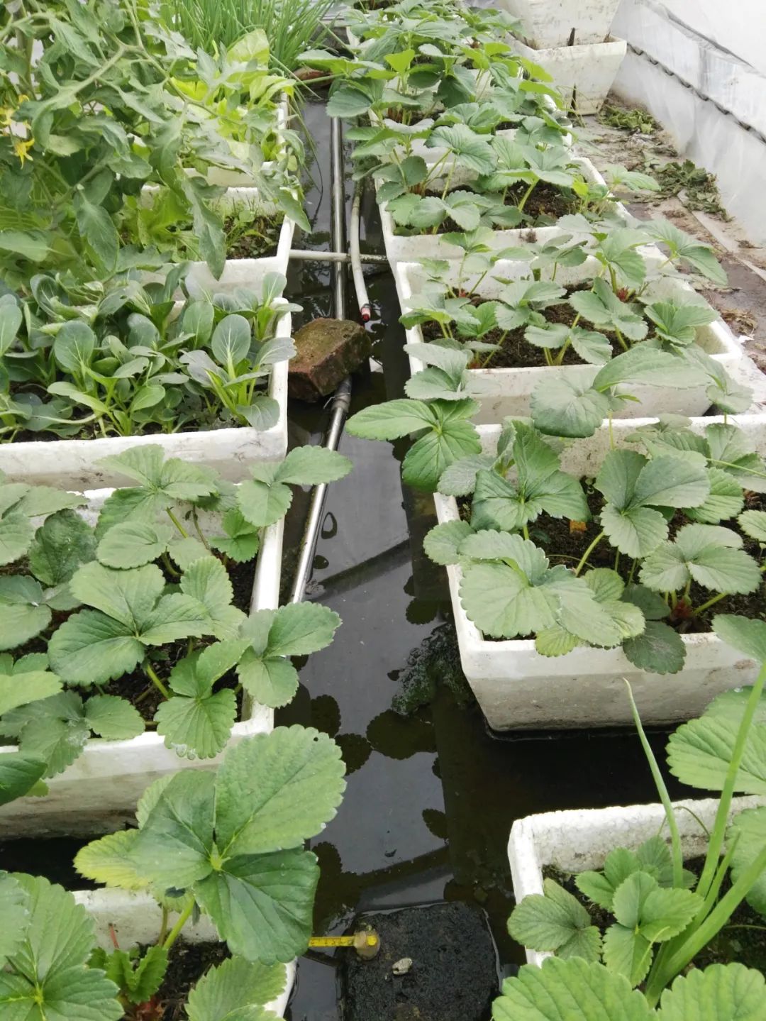 用太阳能热水器给暖棚增温，没想到结果这样。说说曾经的尝试