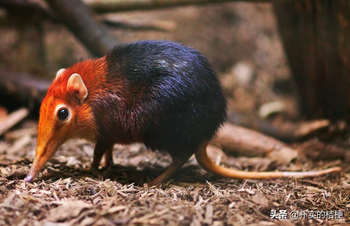 动物有什么(动物有什么科)