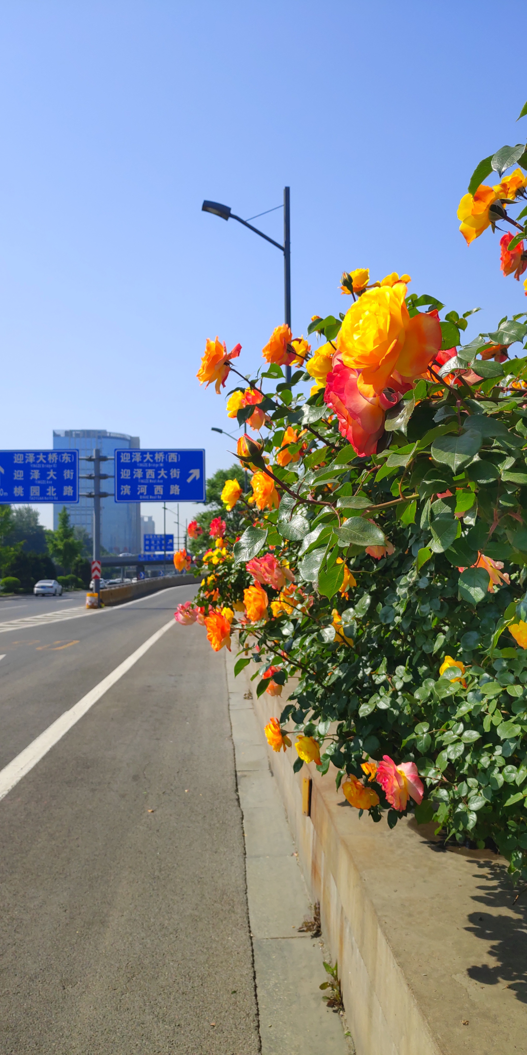 月季文化节来啦！除了迎泽公园，去哪能欣赏最多最稀有的月季？