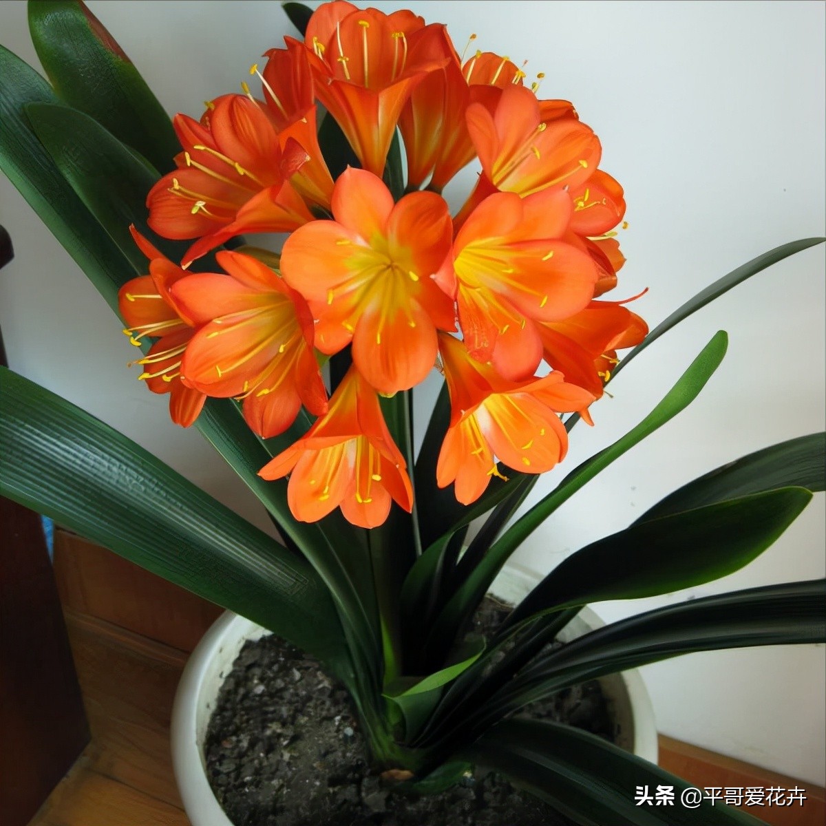 不管是开花或者观叶,摆在家里都很上档次,而且现在君子兰又在花期,给