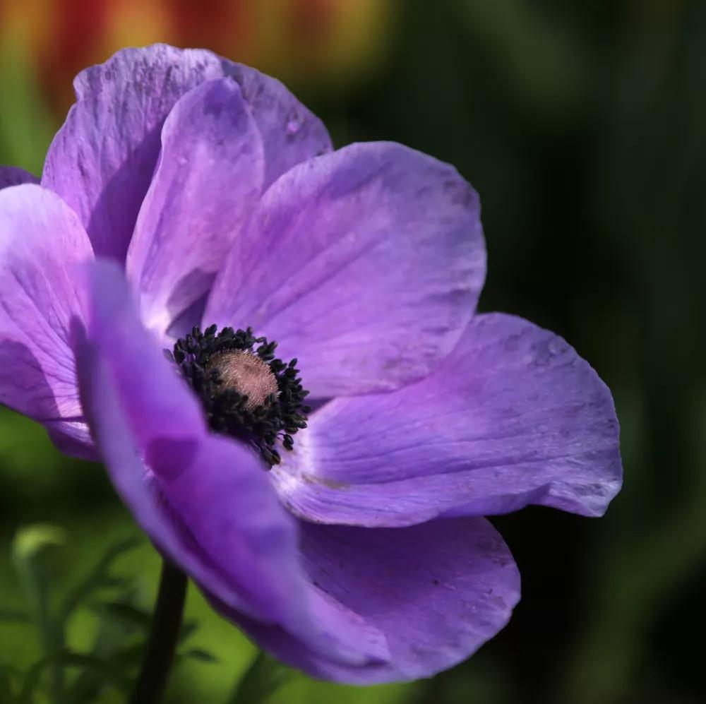 银莲花一一淡薄的爱