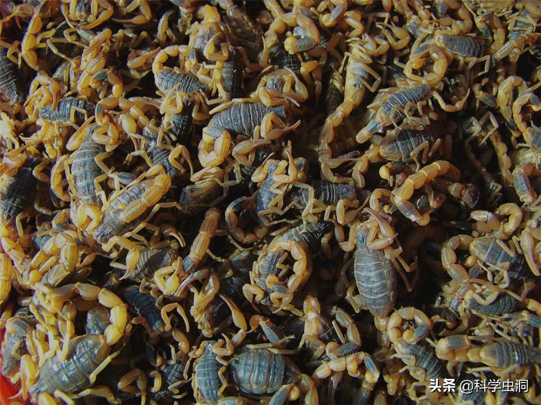 每年吃掉100吨蝎子,多地无蝎可捉,暴利下暗藏多少隐忧?