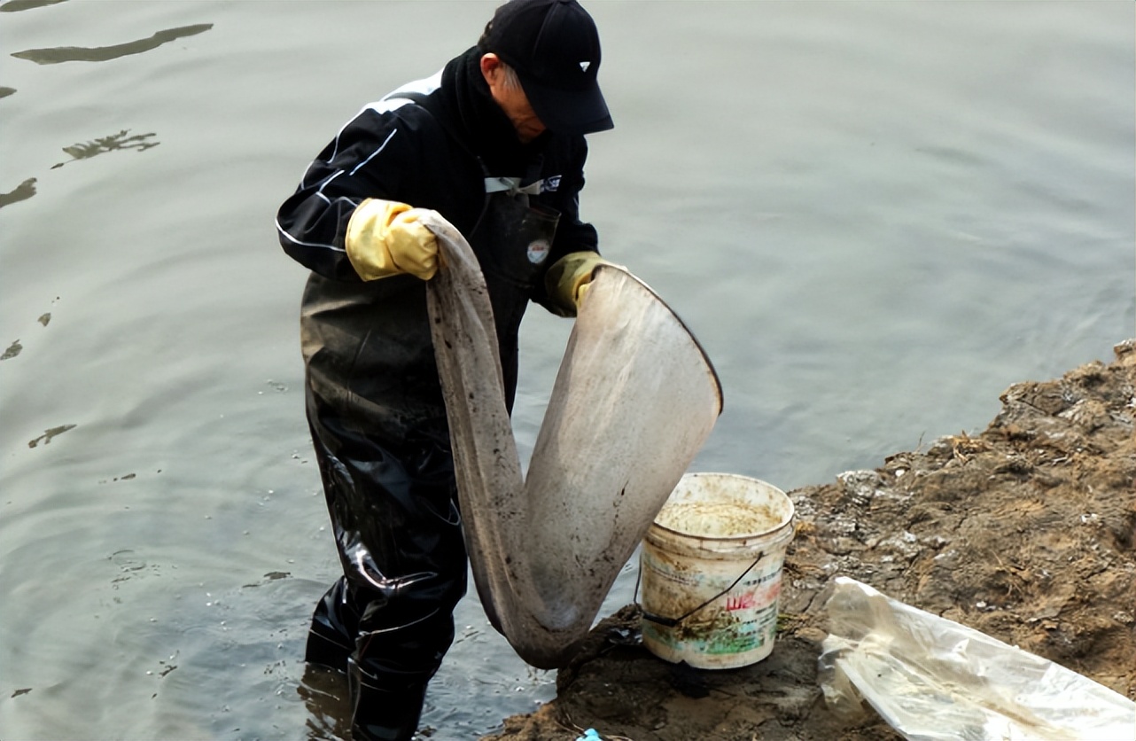 臭水沟的红虫它有什么价值为何禁止捕捞