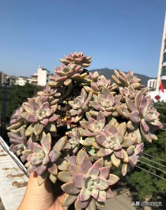 适合新手养的10种多肉，春天温度高，发根快，不怕养不活