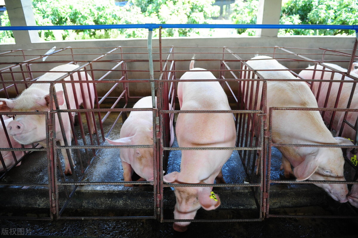 珠海上冲市场今日猪价，珠海上冲二手厨具市场