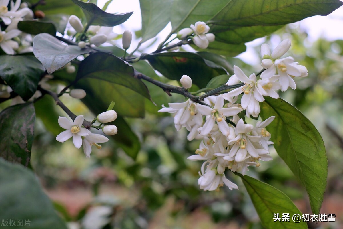 ​晚春橘花古诗七首赏读：橘花如雪细吹香，橘花开时香满城