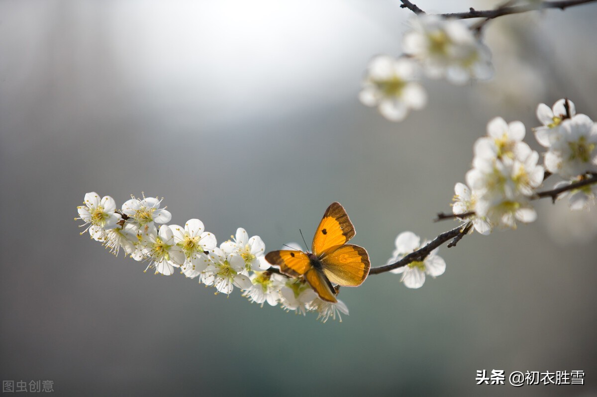 早冬可爱蝴蝶诗词五首：蝶知爱花为花出，谁家黄蝶过娟娟？