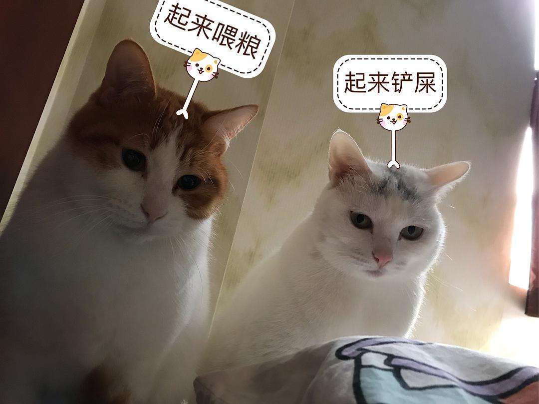 这些人真的在乎的是猫嘛(偷偷告诉你，基本上养猫的都是这些人)