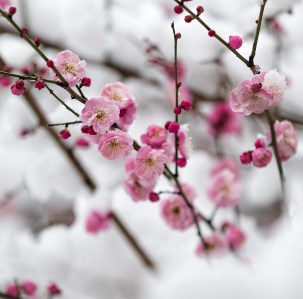 与梅并作十分春,十二首雪梅的诗词,看雪中绽放的梅花,傲霜斗雪