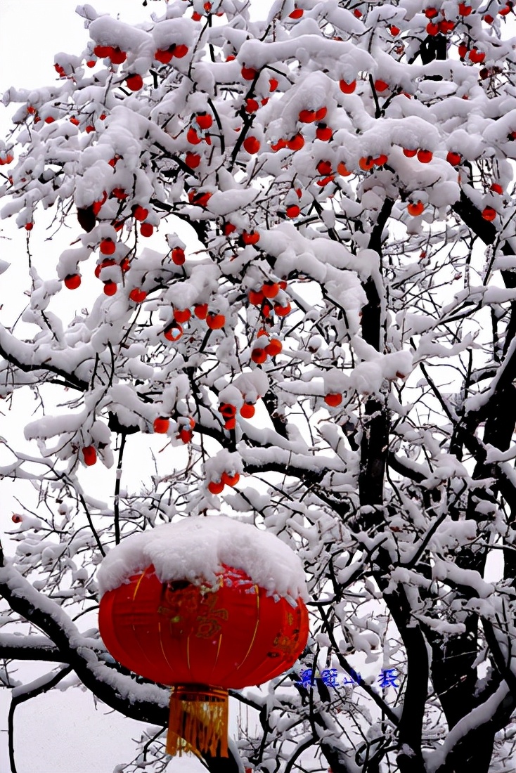 感恩大自然的馈赠“花果揪雪韵”