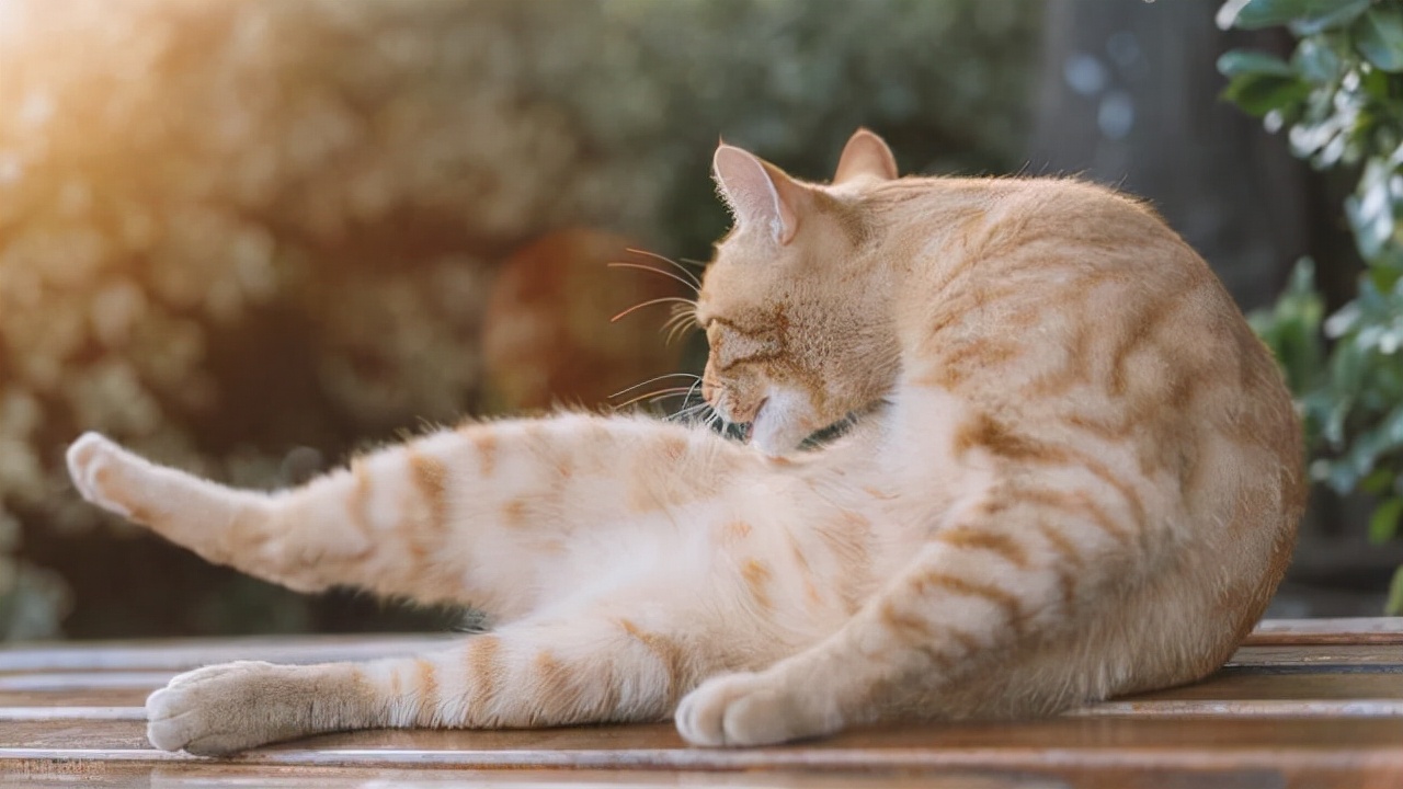 貓咪一天「舔毛」800次，貓咪為什麼這麼喜歡舔毛？