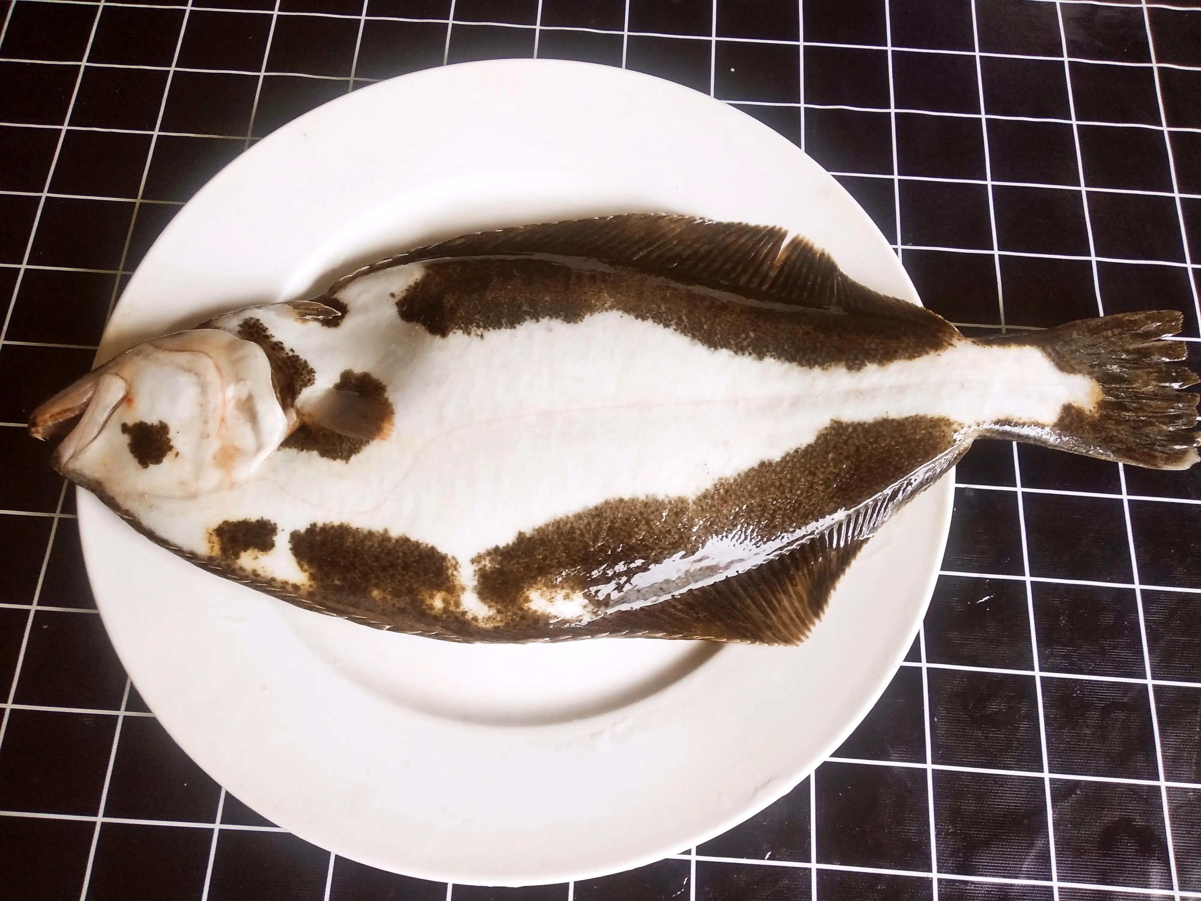 3.牙片魚