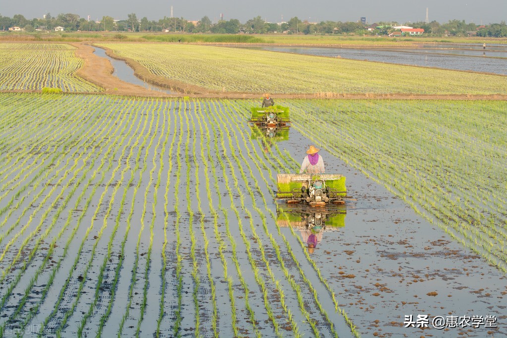 农村种植水稻补多少钱一亩？补给谁？附：2022年水稻种植补贴标准