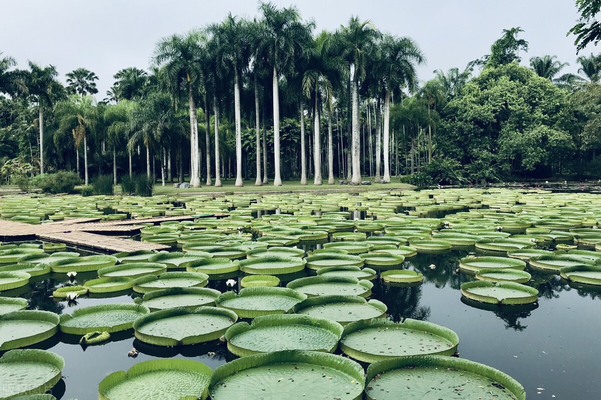 西雙版納熱帶植物園分東西兩區,西區有二十多個