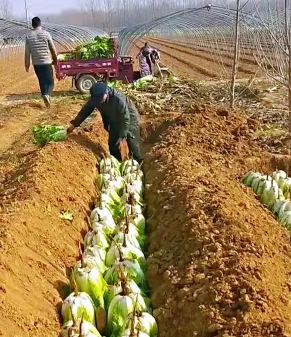 冬来闲话大白菜，满满乡愁悠悠情