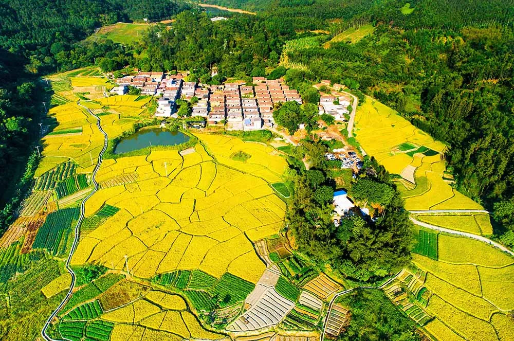 南方大学：一所草棚里面办出来的大学