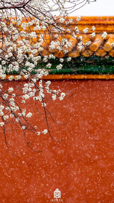 雪与花共舞 | 红墙，白雪，鲜花，美不胜收！