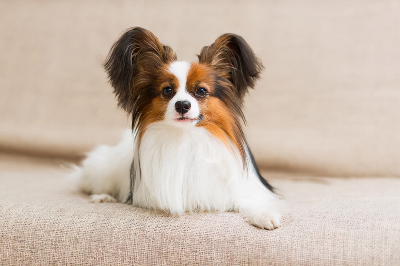 这些永远保持小狗大小的玩具犬