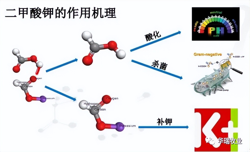 什么肠可以铺足球场(二甲酸钾全阶段维护动物胃肠道健康，推进健康、高效养殖)