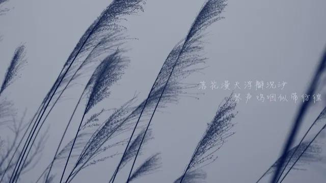 夏日清风轻抚大地，带来阵阵清凉与花香，蝉鸣声中诉说着季节的故事。