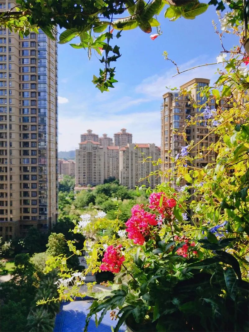 阳台花园，在这个面积不大的地方造梦，美了岁月，醉了时光