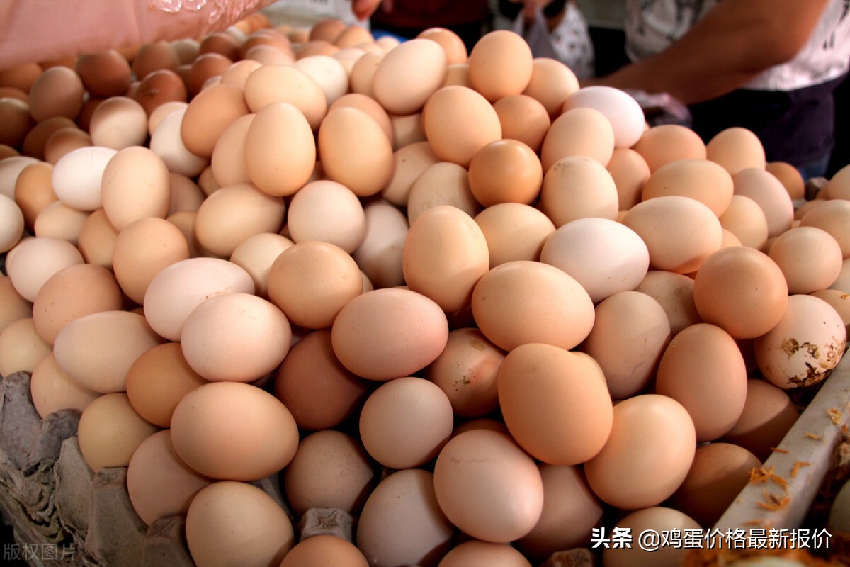 2021年12月30日河北鸡蛋价格上涨，全国鸡蛋价格行情汇总表