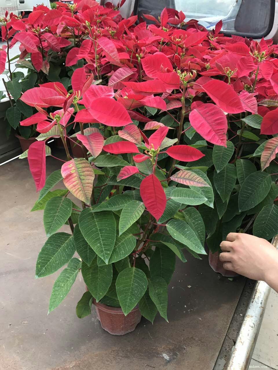 一品红有毒吗(8种"大毒花",路边经常见,漂亮"毒性大",看见别碰它)