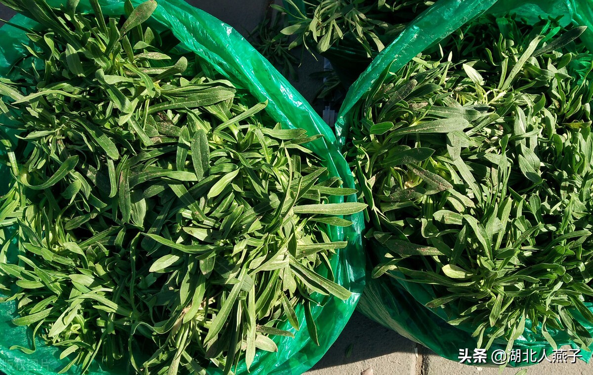 春天挖野菜，送你56种野菜大图片，带你见识不同的野菜和吃法