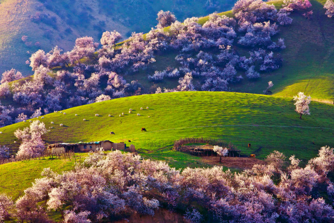 ▼新疆杏花花期预报游小侠特意整理了一份