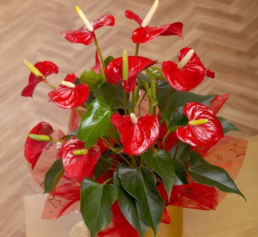 火鹤花和红掌哪个花好(让我们来认识一下"花烛""火鹤花""红掌")