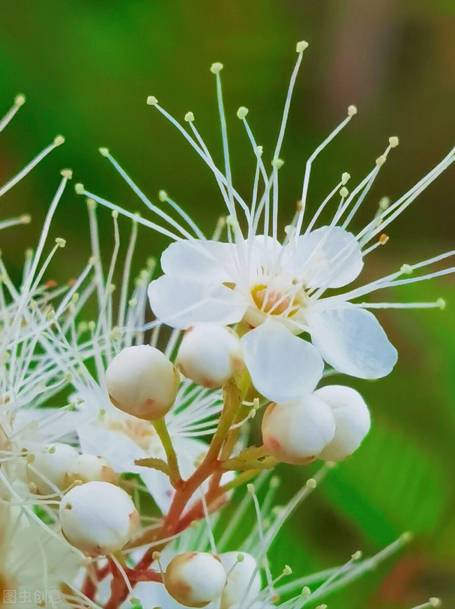 一花一深爱，心中一束花，人生一份爱，相恋一真情，思念永不老