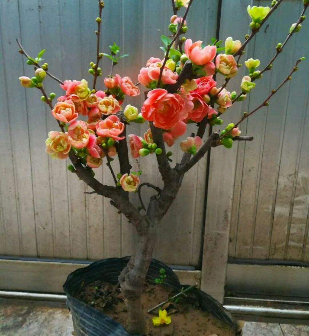 1,海棠树——富贵满堂