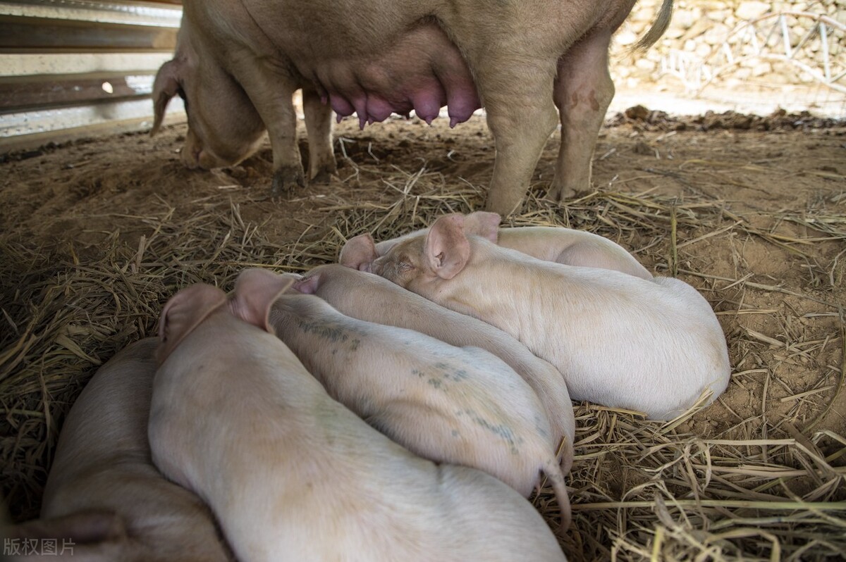 2月20日，养猪人卖猪的价格，猪价上涨要不要卖猪？