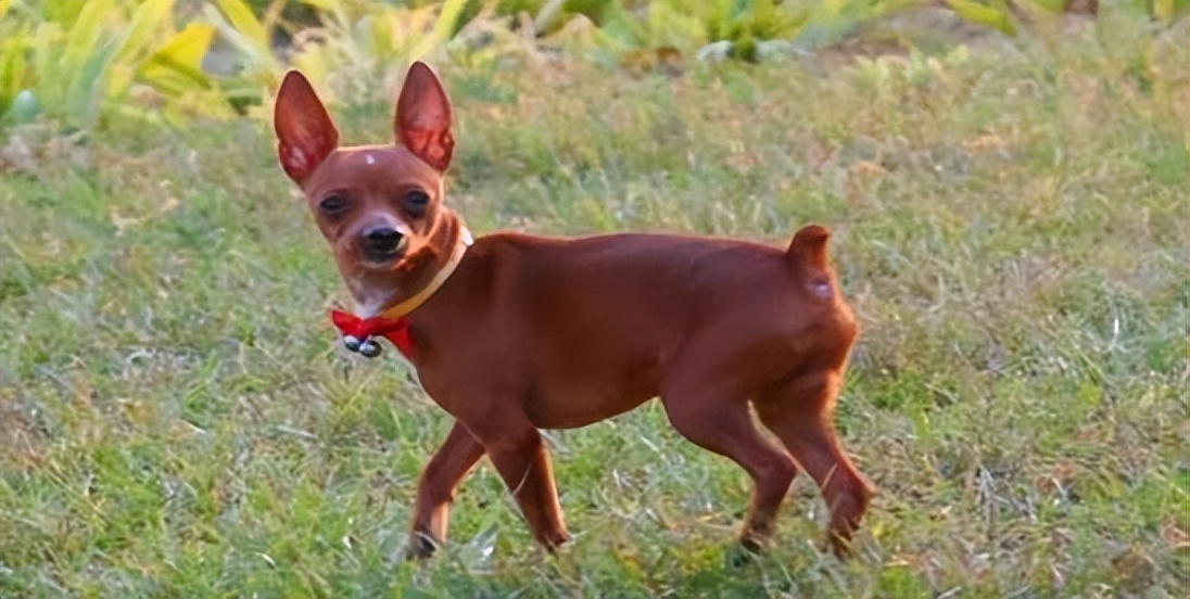 小鹿犬图片多少钱一只(为什么) - 价格百科