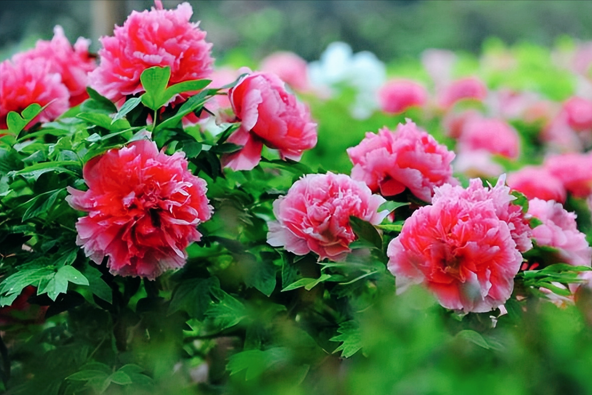 18首关于牡丹花的诗词：惊艳妖娆，绚丽如梦，一美千年